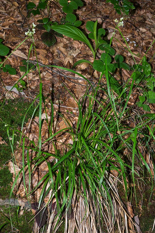 Luzula sp- (Juncaceae)